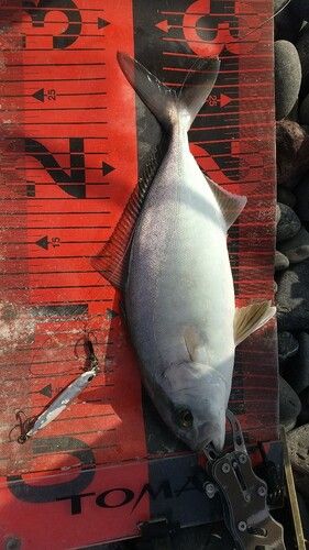 ショゴの釣果