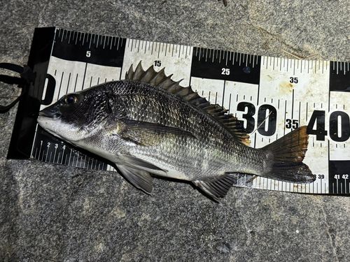 クロダイの釣果