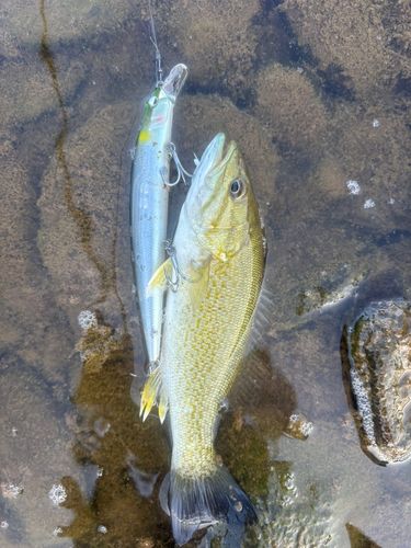 スモールマウスバスの釣果