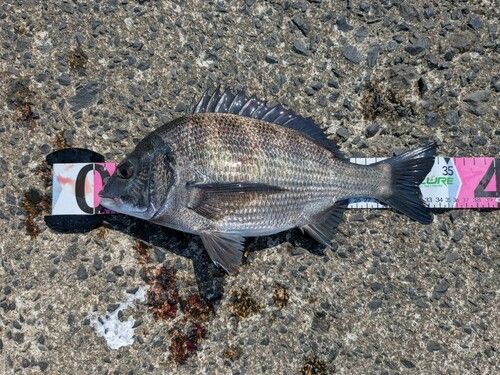 チヌの釣果