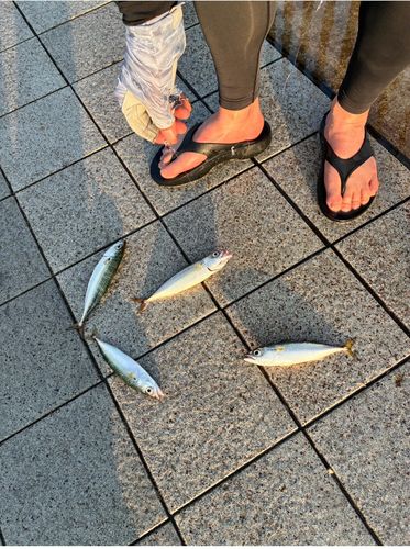 サバの釣果
