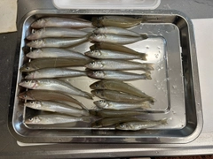シロギスの釣果