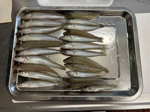 シロギスの釣果