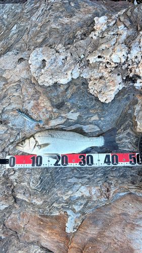 セイゴ（ヒラスズキ）の釣果