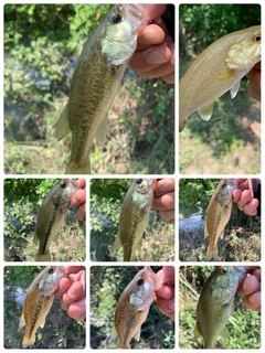 ラージマウスバスの釣果