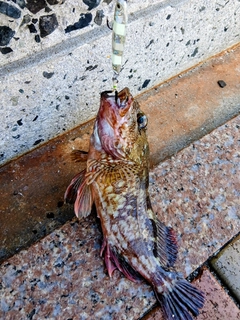 アラカブの釣果