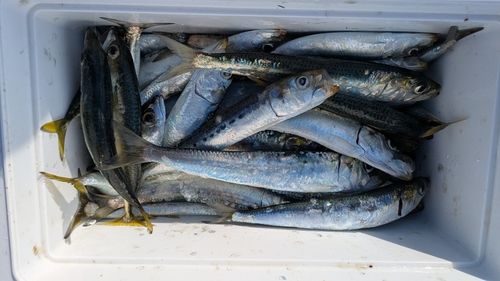 イワシの釣果