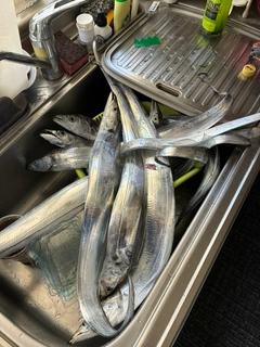 タチウオの釣果