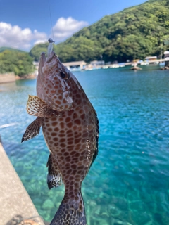オオモンハタの釣果
