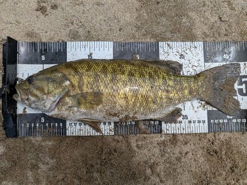 スモールマウスバスの釣果