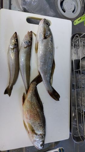 ヒラスズキの釣果