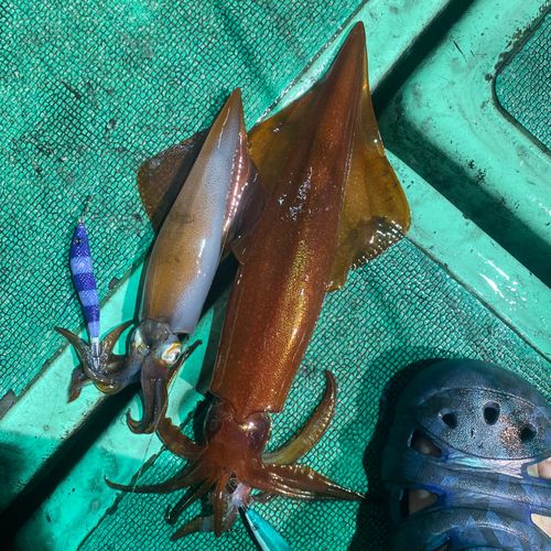 ケンサキイカの釣果