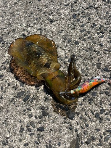 アオリイカの釣果