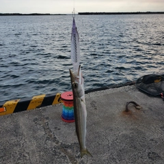 カマスの釣果