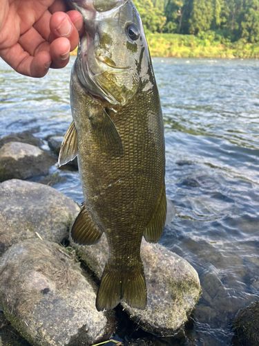 スモールマウスバスの釣果