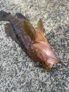 アコウの釣果