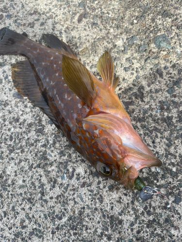 アコウの釣果