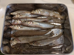 シロギスの釣果