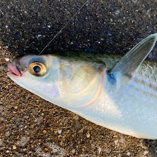 ボラの釣果
