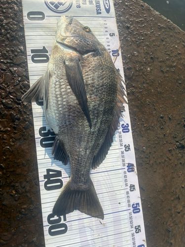 チヌの釣果