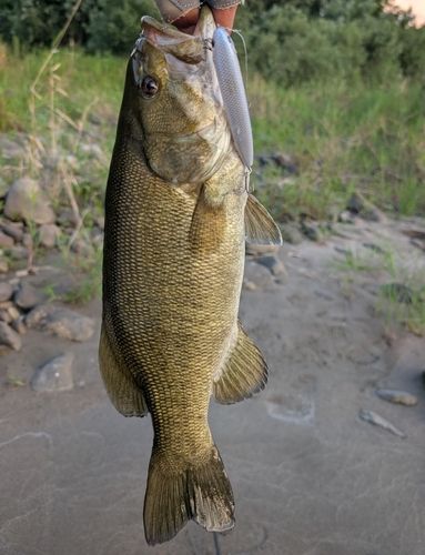 スモールマウスバスの釣果