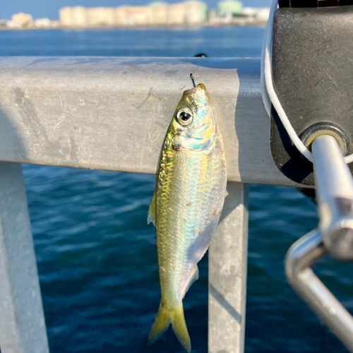サッパの釣果