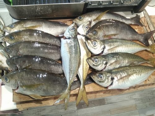 イサキの釣果