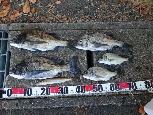 チヌの釣果