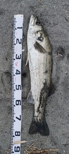 スズキの釣果