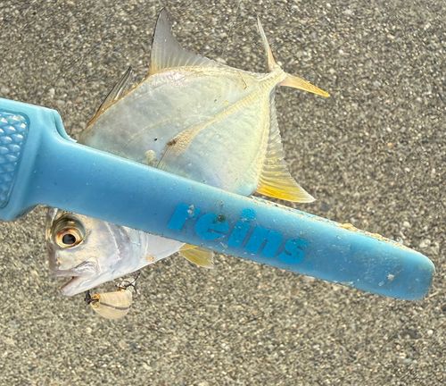 メッキの釣果