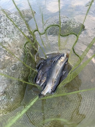 アユの釣果