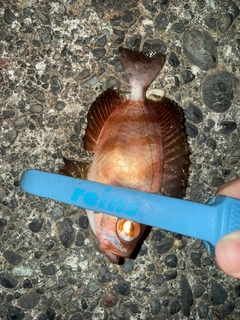 キントキダイの釣果