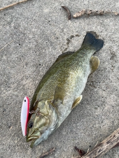 スモールマウスバスの釣果