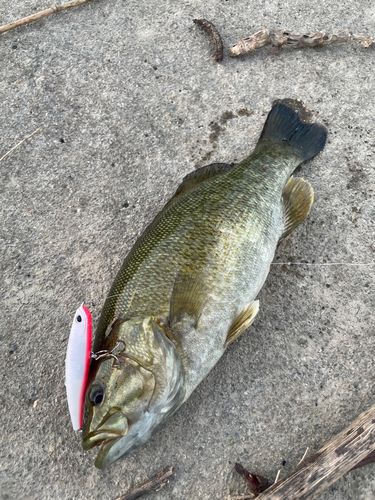 スモールマウスバスの釣果