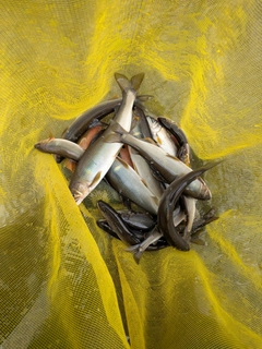 アユの釣果