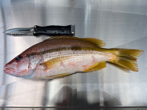 ヨコスジフエダイの釣果