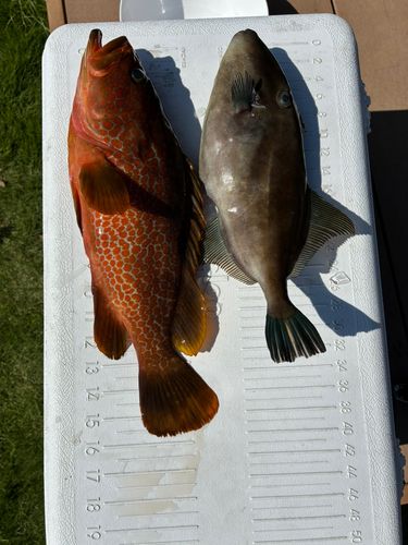 タイの釣果