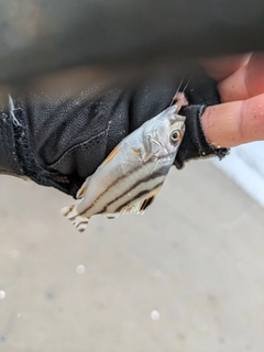 コトヒキの釣果