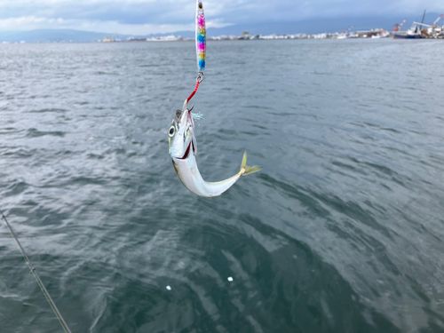 サバの釣果