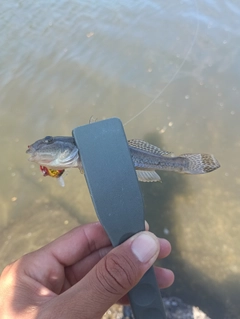 ハゼの釣果
