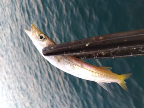 カマスの釣果