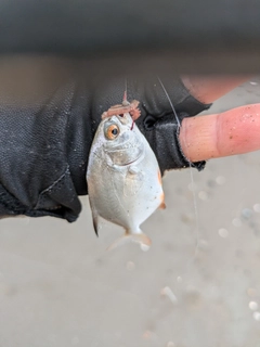 コバンアジの釣果
