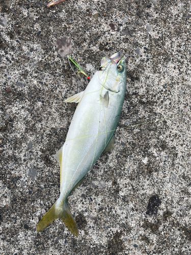 ワカシの釣果