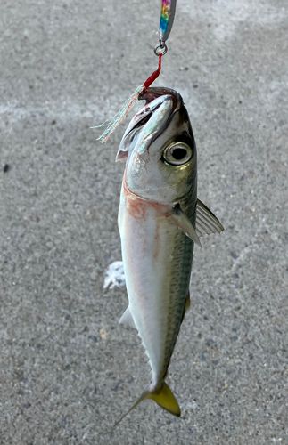 サバの釣果