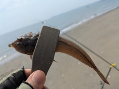 メゴチの釣果
