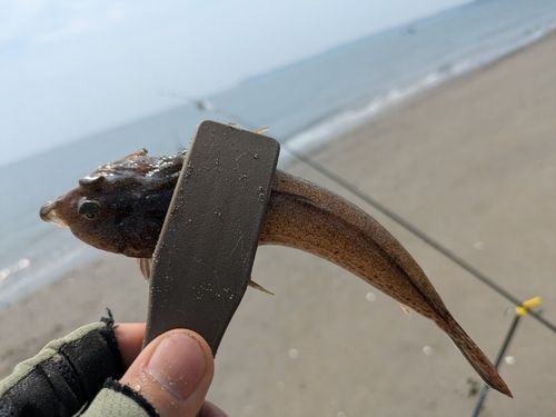メゴチの釣果
