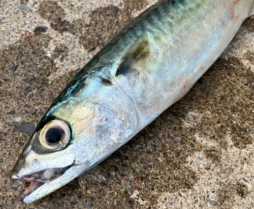 サバの釣果