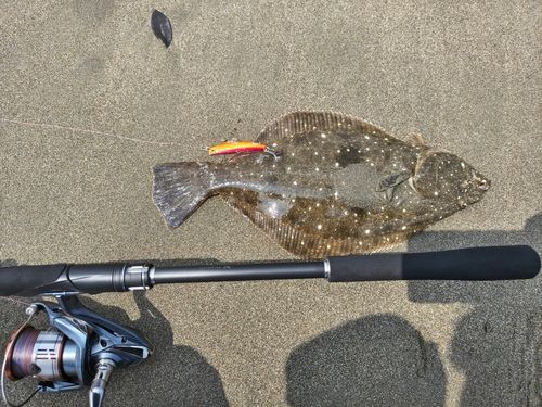 ヒラメの釣果