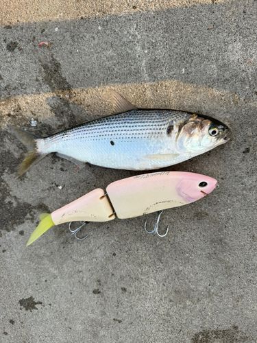 コノシロの釣果
