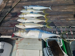 ヒラマサの釣果